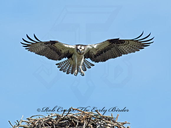 Pandion haliaetus  OSPREY 9021538z