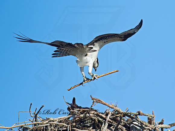 Pandion haliaetus  OSPREY 9021082z