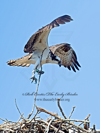 Pandion haliaetus  OSPREY 9021114z