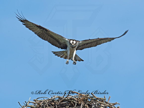 Pandion haliaetus  OSPREY 9021540z