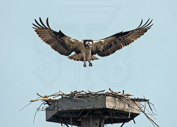 Pandion haliaetus  OSPREY 8002261z