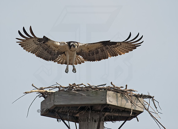 Pandion haliaetus  OSPREY 8002276z