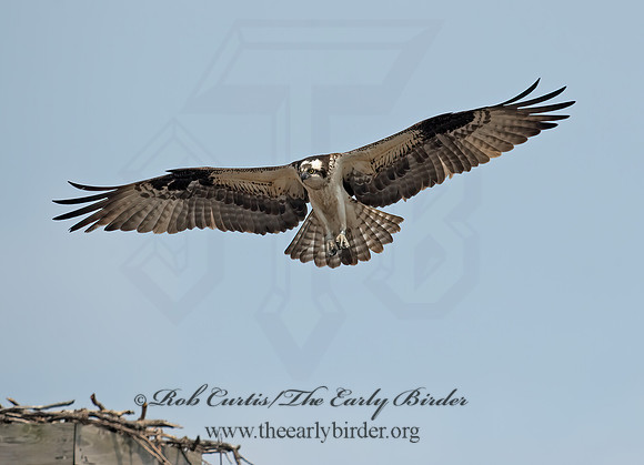 Pandion haliaetus  OSPREY 8002319z
