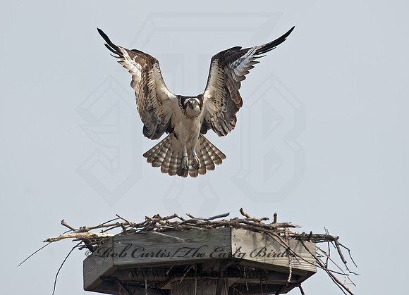 Pandion haliaetus  OSPREY 8002259z