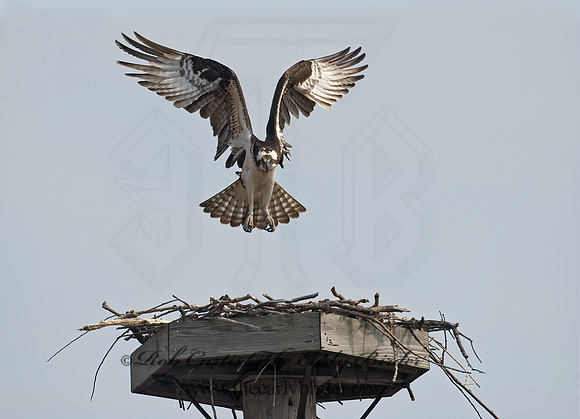 Pandion haliaetus  OSPREY 8002262z