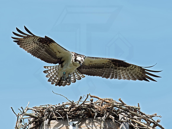 Pandion haliaetus  OSPREY 9021554z