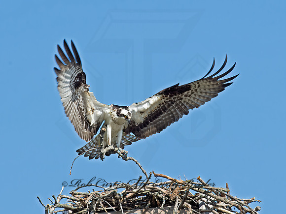 Pandion haliaetus  OSPREY 9021543z