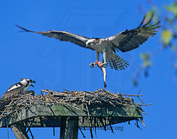 Pandion haliaetus  OSPREY 252826z