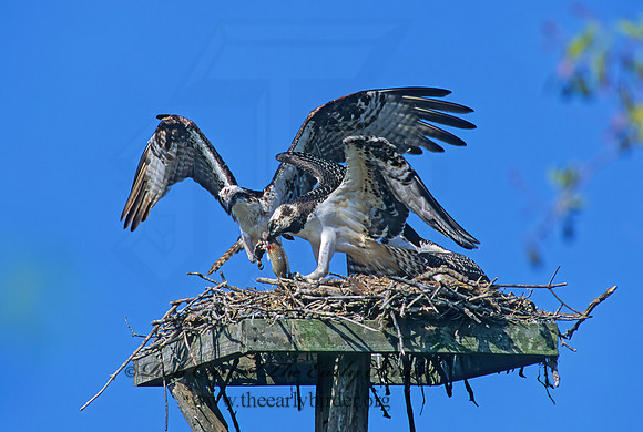 Pandion haliaetus  OSPREY 252822z