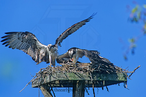 Pandion haliaetus  OSPREY 252823z