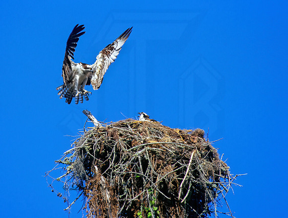 Pandion haliaetus  OSPREY 271413z