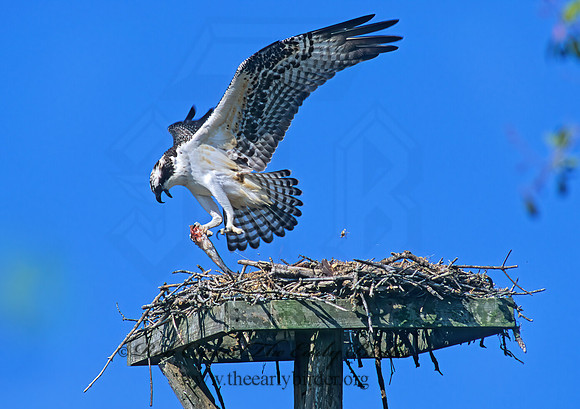 Pandion haliaetus  OSPREY 252830z