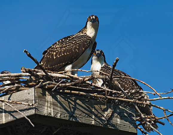 Pandion haliaetus  OSPREY 7011880z