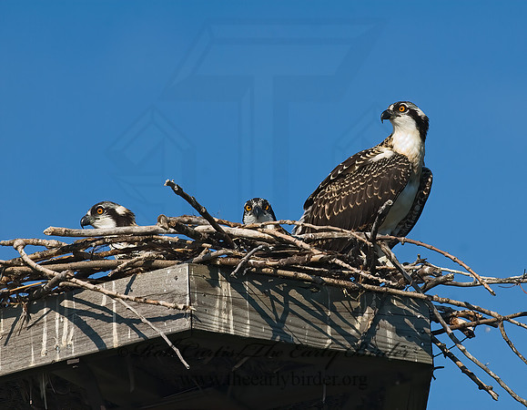 Pandion haliaetus  OSPREY 7011882z