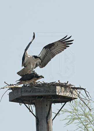 Pandion haliaetus  OSPREY 7014340z