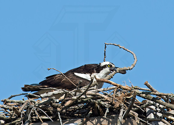Pandion haliaetus  OSPREY 9021548z