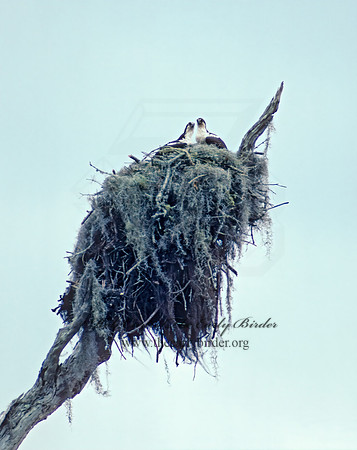 Pandion haliaetus  OSPREY 13912z