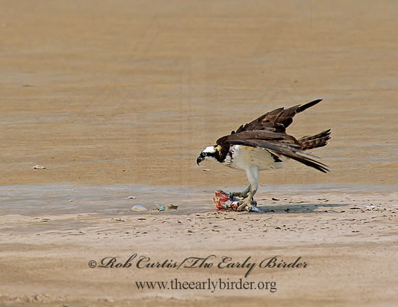 Pandion haliaetus  OSPREY 49834z