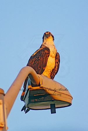 Pandion haliaetus  OSPREY 7531z