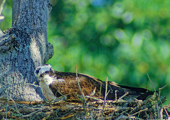 Pandion haliaetus  OSPREY 7712z