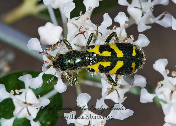 Trichodes ornatus ORNATE CHECKERED BEETLE 7010253z