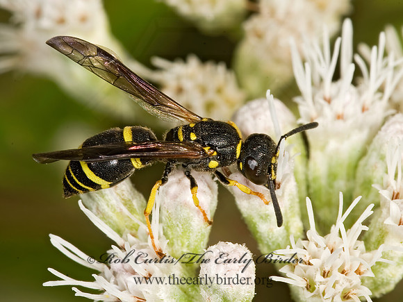 Ancistrocerus adiabatus 8017895z