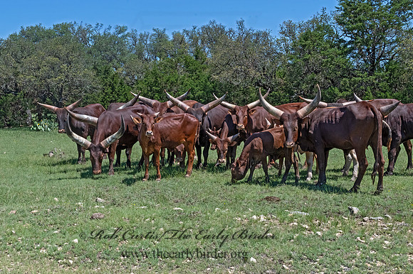 Bos taurus  TEXAS LONGHORN CATTLE 3036217z