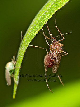 Aedes  MOSQUITO  8026400z