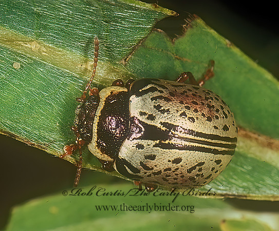 Calligrapha multipunctata 207533z