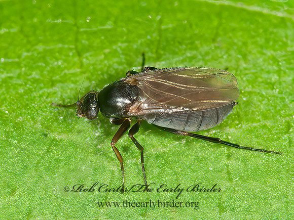 Gymnophora luteiventris  SCUTTLE FLY 3013587z