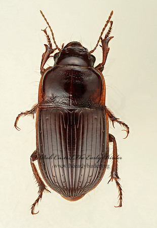 Euryderus grossus 9017514z