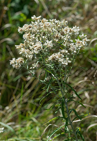 Pseudognaphalium obtusifolium  SWEET EVERLASTING 9041143z