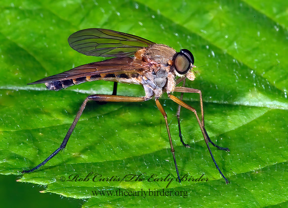 Rhagio tringarius  MARSH SNIPE FLY 4003319z
