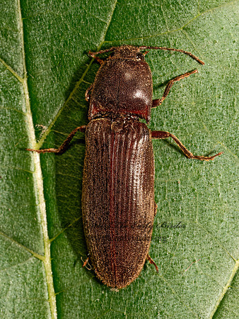 Hemicrepidius nemnonius DENDROMETRINI CLICK BEETLE 9089909z