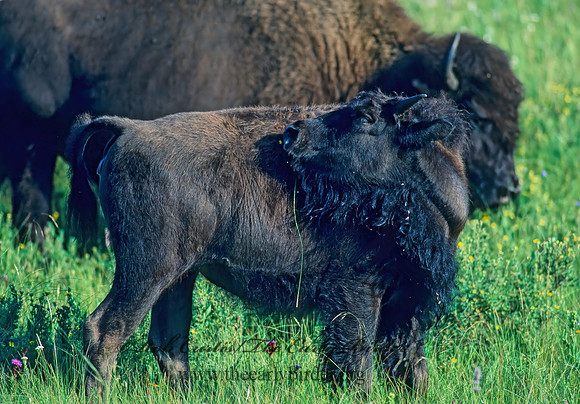 Bison bison  BISON 30924z