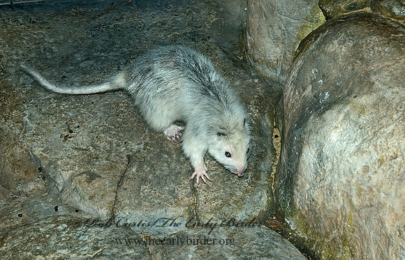 Phloeomys pallidus  SLENDER TAILED CLOUD RAT 5017292 z