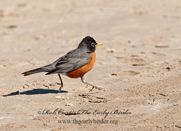 Turdus migratorius  AMERICAN ROBIN 8035338z