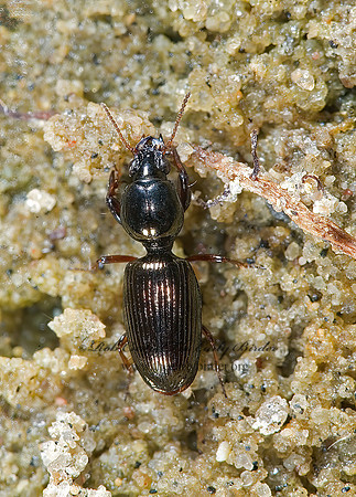 Dyschirius sphaericollis grp 5014385z
