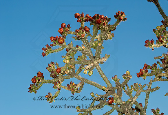 Cylindropuntia imbricata or spinosior  CHOLLA 5005098z