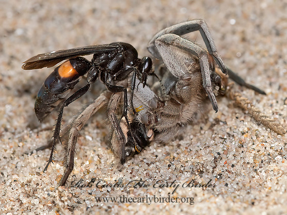 Anoplius semicinctus  POMPILINAE SPIDER WASP 9040842z