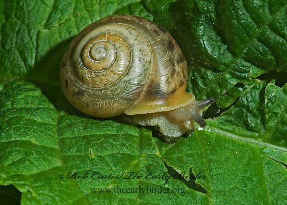 Mesodon thyroidus~  POLYGYRID SNAIL4002211z