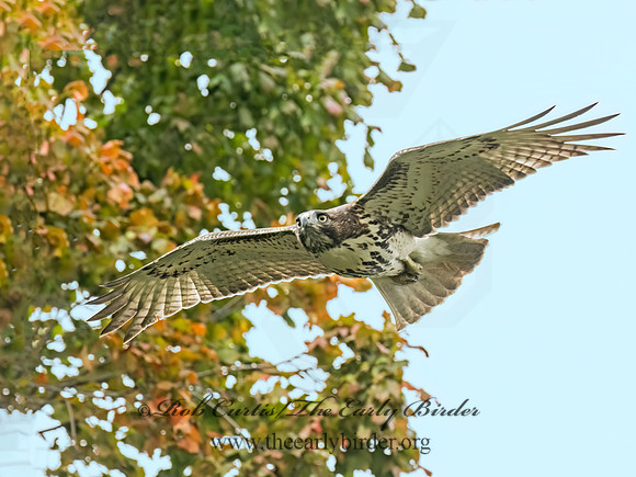 Buteo jamaicensis RED-TAILED HAWK 9091436 (1)