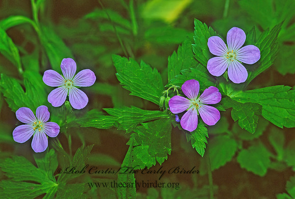 Geranium maculatum  WILD GERANIUM 289419z