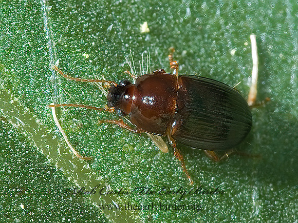 Amara  5001438z