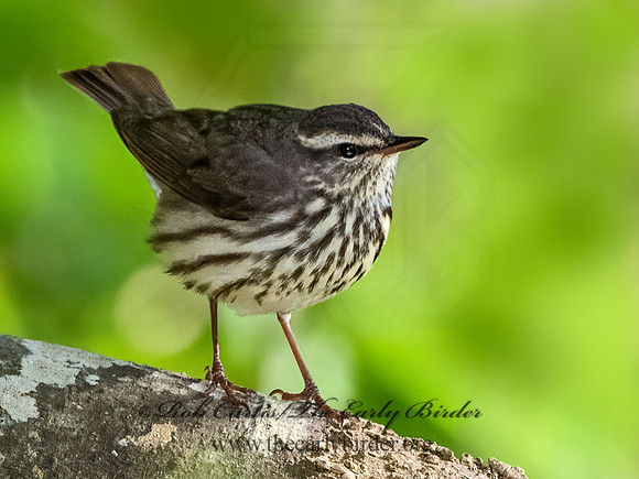 Parkesia noveboracensis  NORTHERN WATERTHRUSH 3029502z