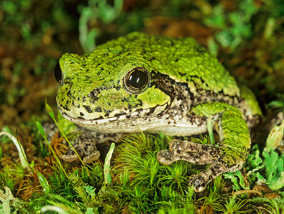 Dryphytes versicolor  GRAY TREEFROG 208222 z