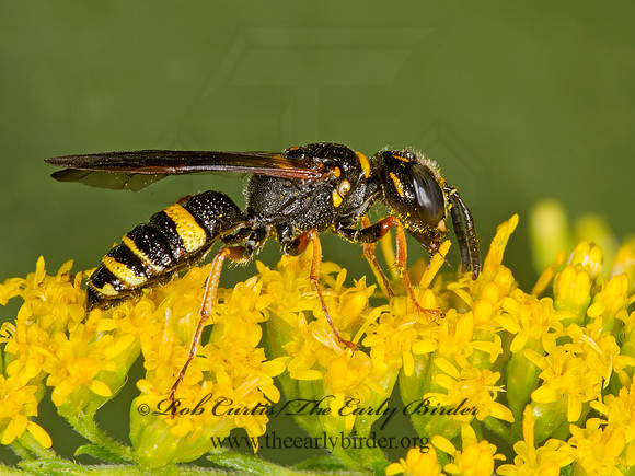 Philanthus gibbosus  BEEWOLF WASP 9003696z