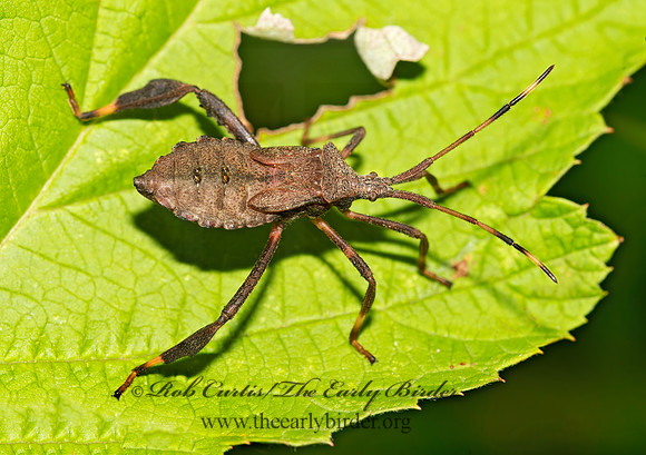 Acanthocephala terminalis 9003267z