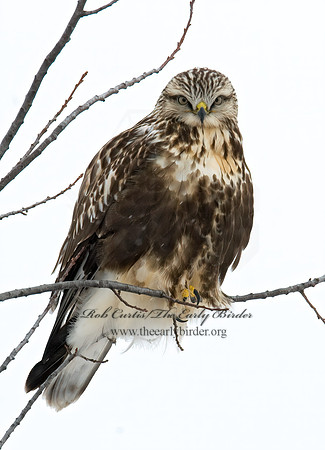 Buteo lagopus  ROUGH-LEGGED HAWK 7015775 z