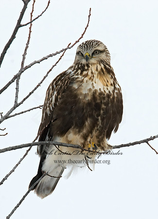Buteo lagopus  ROUGH-LEGGED HAWK 7015769 z